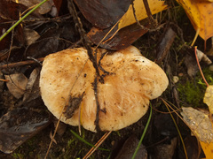 Lactarius pubescens