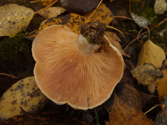 Lactarius pubescens