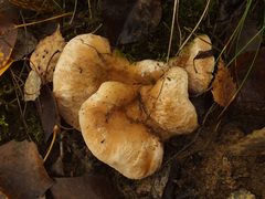 Lactarius pubescens