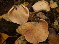 Lactarius pubescens
