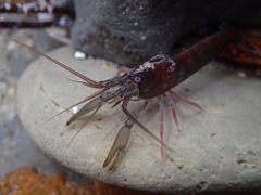 Betaeus longidactylus