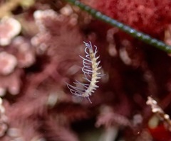 Amblyosyllis