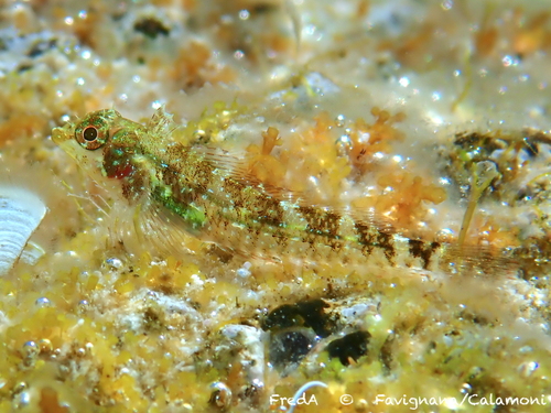 Red-black Triplefin, photo 2 of 7