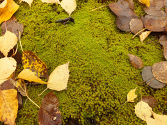 Bryophyta