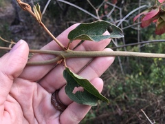 Heteropterys palmeri