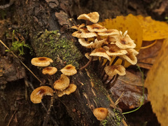 Crinipellis scabella