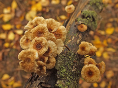 Crinipellis scabella