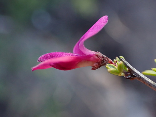 Image of Indigofera nigromontana by (c) Ren Hoekstra, some rights reserved (CC BY)