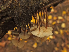 Crinipellis scabella