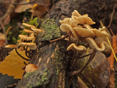 Crinipellis scabella