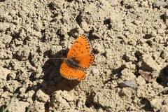 Melitaea persea