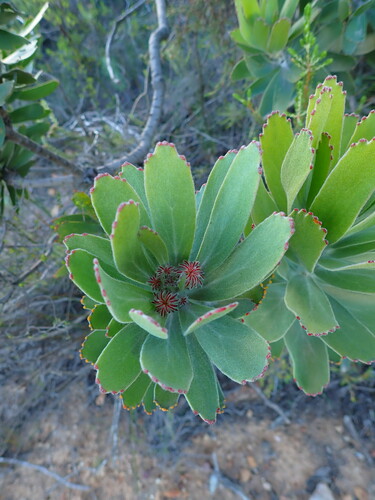 Robinson Pincushion (Leucospermum pluridens)