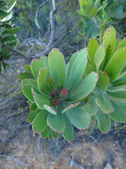 Leucospermum pluridens, photograph (c) Ren Hoekstra, some rights reserved (CC BY)