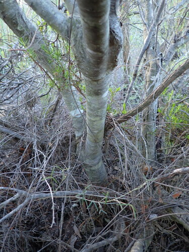 Leucospermum pluridens, photograph 6
