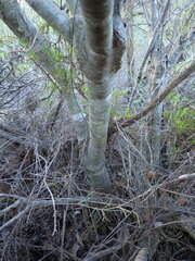 Leucospermum pluridens, photograph (c) Ren Hoekstra, some rights reserved (CC BY)