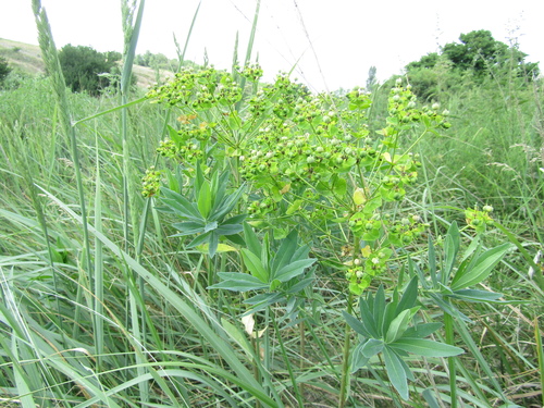 Euphorbia salicifolia, photograph 6