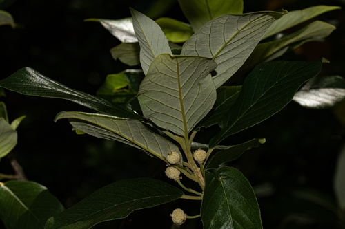 Achariaceae image