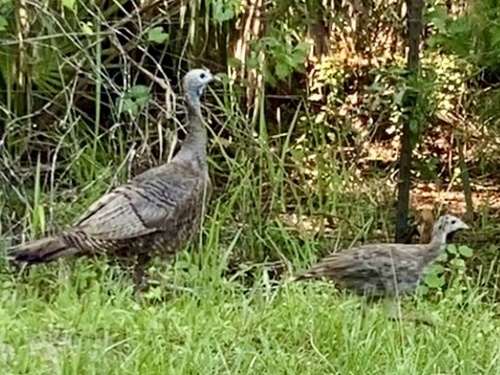 Osceola Turkey photographed in Florida