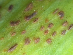 Puccinia iridis