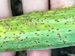 Puccinia iridis