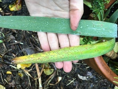 Puccinia iridis