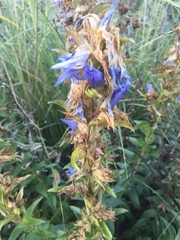 Gentiana spathacea
