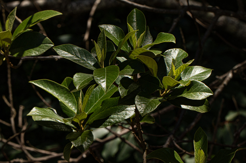 Achariaceae image