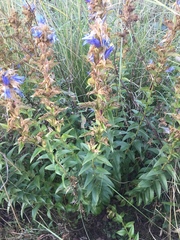 Gentiana spathacea