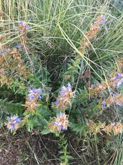 Gentiana spathacea
