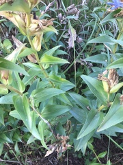 Gentiana spathacea