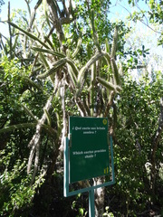 Leptocereus arboreus