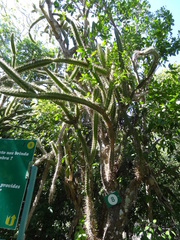 Leptocereus arboreus