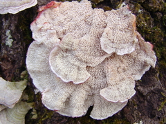 Phlebia incarnata image