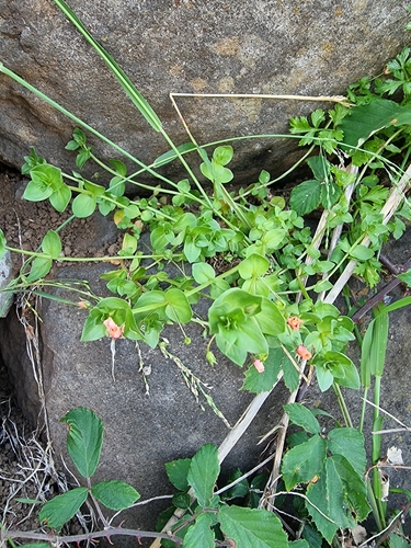 Lysimachia arvensis image