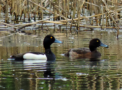 Aythya fuligula