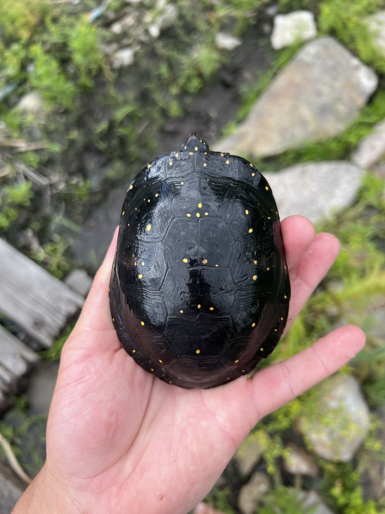 Spotted Turtle in June 2023 by evanward110 · iNaturalist