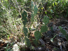 Opuntia stricta