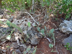 Opuntia stricta