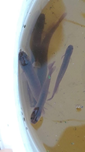 Neochanna apoda