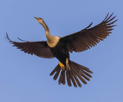 Anhinga photo 4