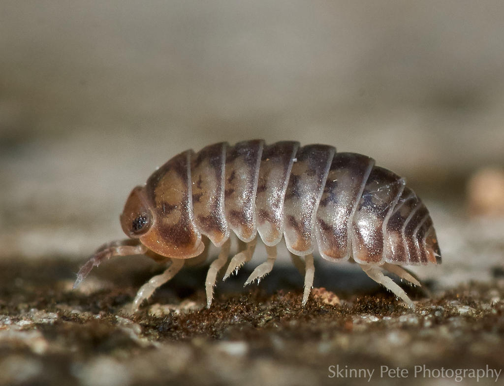 Little Pill Woodlouse