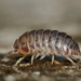 Little Pill Woodlouse - Photo (c) Peter May, some rights reserved (CC BY-NC), uploaded by Peter May