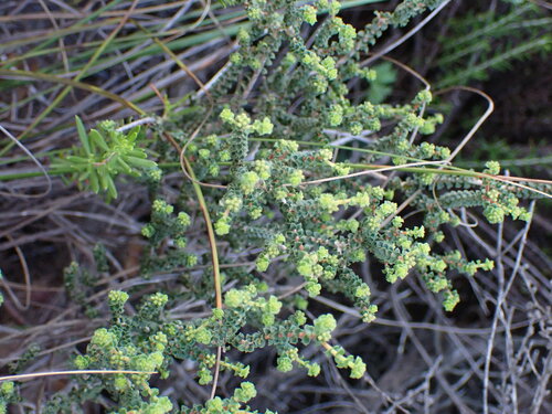 Image of Agathosma recurvifolia by (c) Ren Hoekstra, some rights reserved (CC BY)