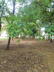 Hymenaea courbaril