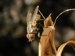 Diptera