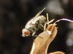 Diptera