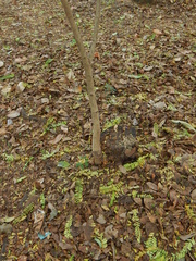 Hymenaea courbaril