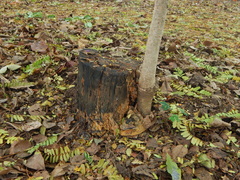 Hymenaea courbaril