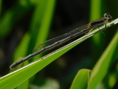 Ischnura hastata