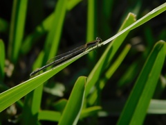 Ischnura hastata